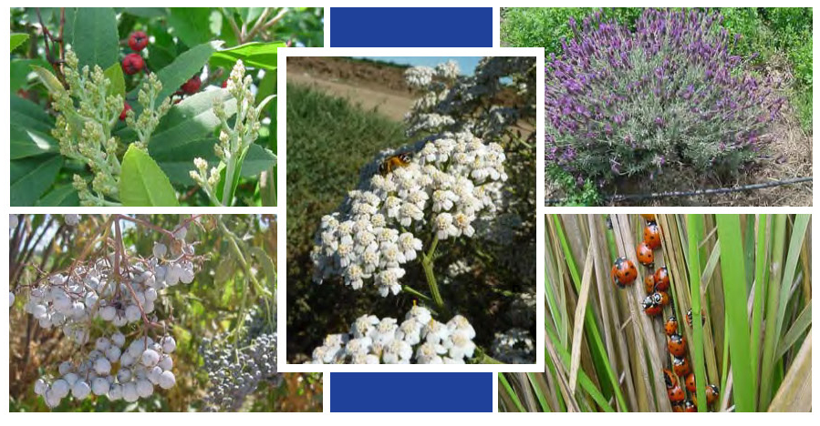 Unlock the Secrets of Companion Planting: A Gar...