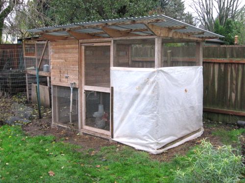 An interior view of a well-organized chicken coop, featuring nesting boxes, roosting bars, and a designated feed and water area. Pine shavings cover the floor.
