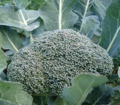 Extending Your Garden's Bounty: Seed Saving Secr...