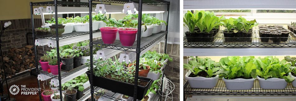 Indoor garden