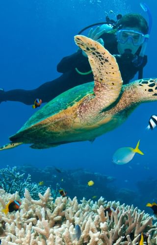 Vibrant coral reefs and diverse marine life at Banco Monteiro.