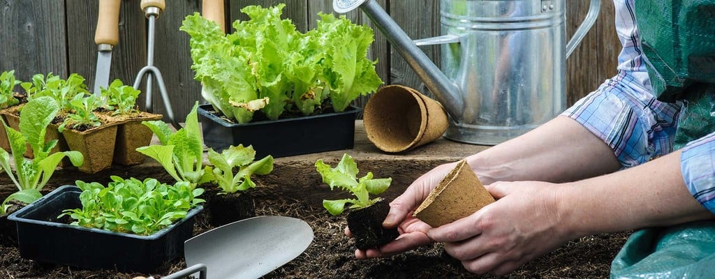 Permaculture Garden