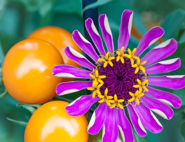 Close-up image showing tomatoes and basil growing together, highlighting the companion planting