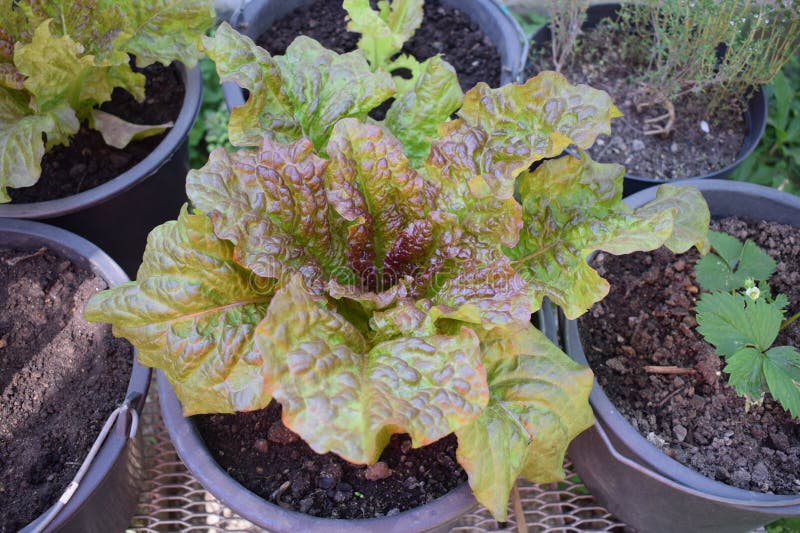Big potted leaf salad plant, potted red leaf lettuce lactuca sativa, vibrant crinkled leaves varying shades green and red.