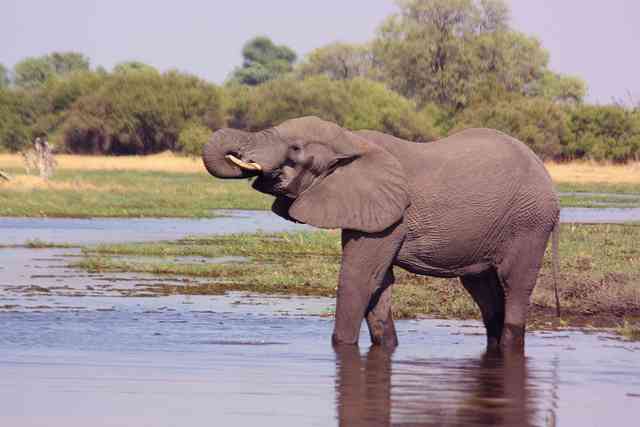 # Okavango Delta Wildlife Photography: A Barcelona...