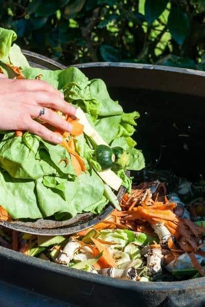 chickens eating kitchen food scraps veggie peels