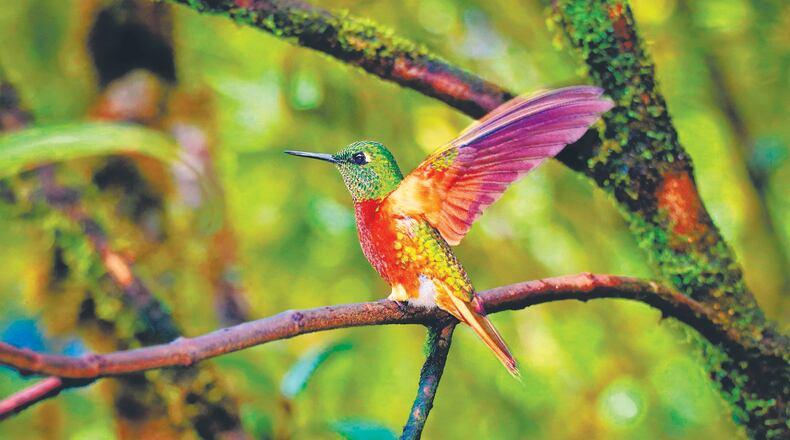 Elias Vance, using a monopod, focuses his Sony a6400 camera in a jack pine forest. Golden hour lighting emphasizes his determined expression.