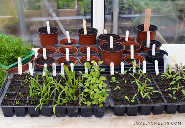 Seedlings emerging from soil