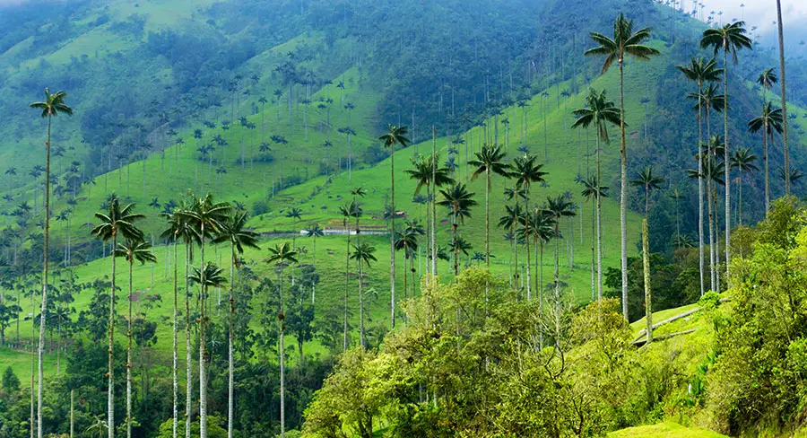 Cocora Valley Wax Palm Trees Colombia