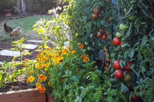 Tomato Savior: Companion Planting for a Bountifu...