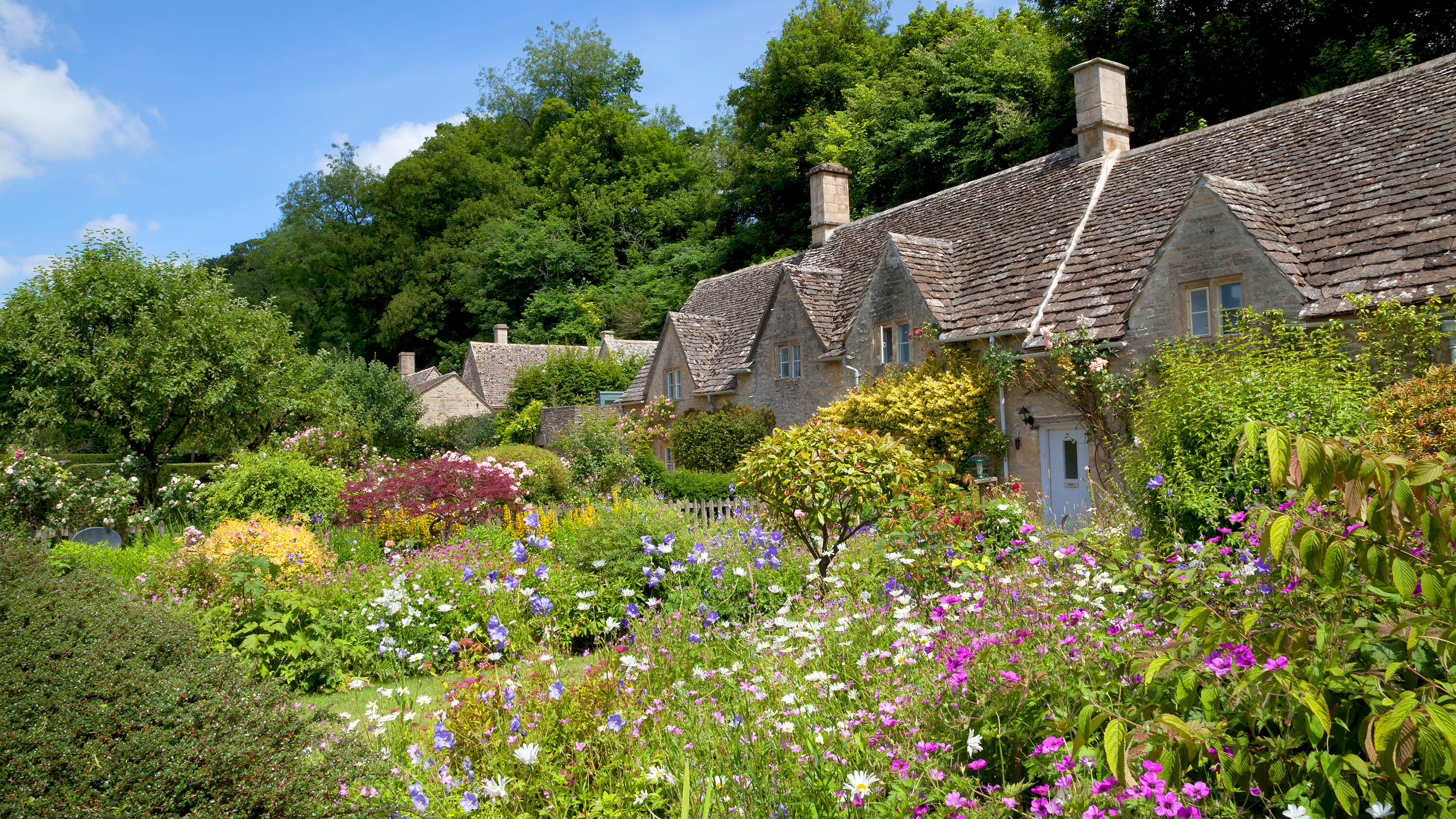 dense shrubs shelter