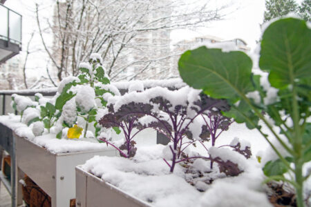A container garden with mixed greens and herbs