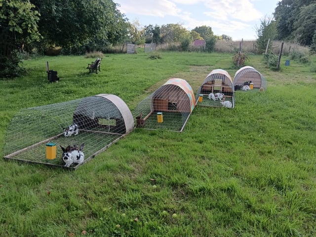 Rabbits enjoying their mobile tractor.