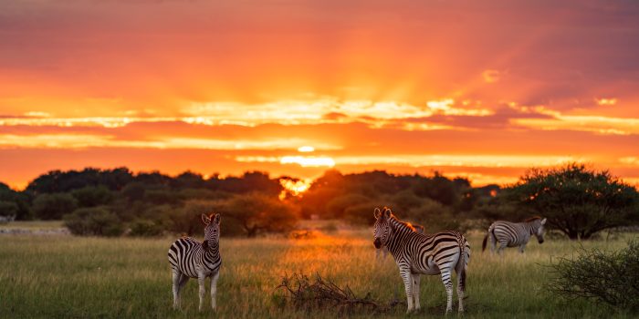 Zebra migration crossing a floodplain, with dust kicking up in the golden morning light.