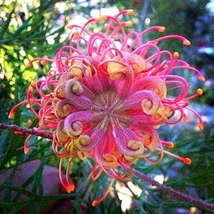 Spring Forward with Buzz: Plant These 7 Blooms...
