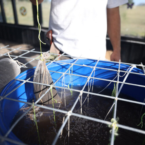 hands brewing compost tea in backyard
