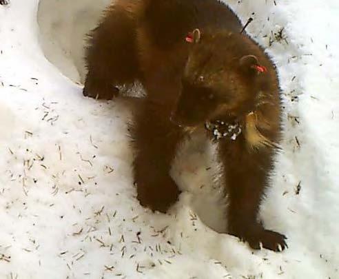 ## Whispers of the Wolverine: A Backcountry Odysse...