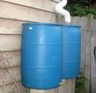 upcycled rain barrel flower garden