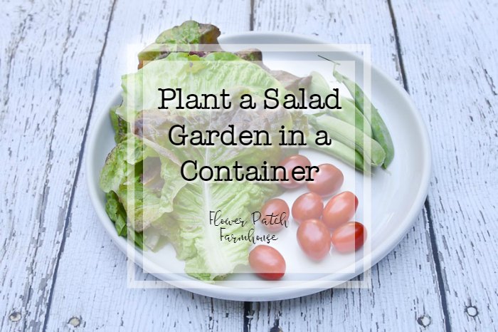 container salad garden