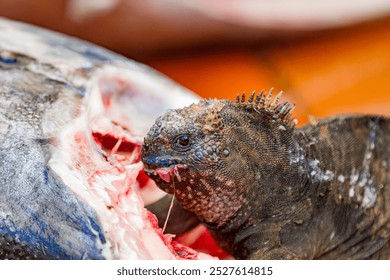 # Galapagos Islands: A Marine Biologist's Retireme...