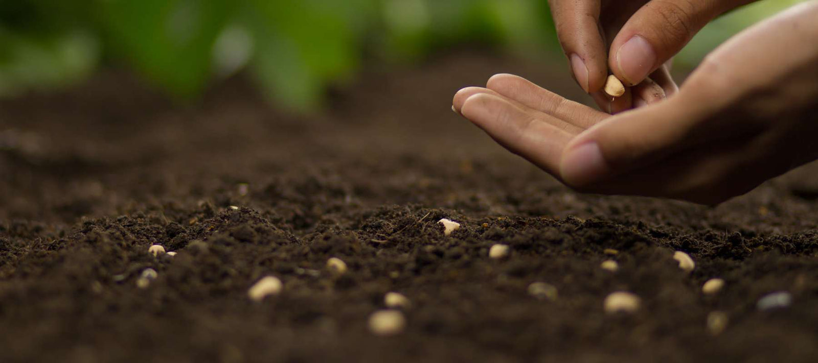 drought-stricken field cracked earth wilting plants