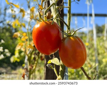 Ripe roma tomatoes on the vine