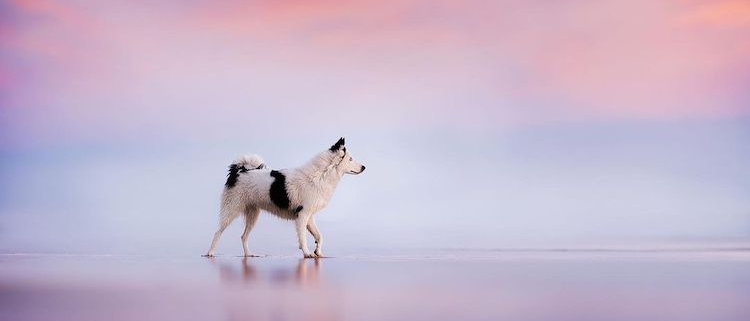 infinity pool overlooking rice paddies