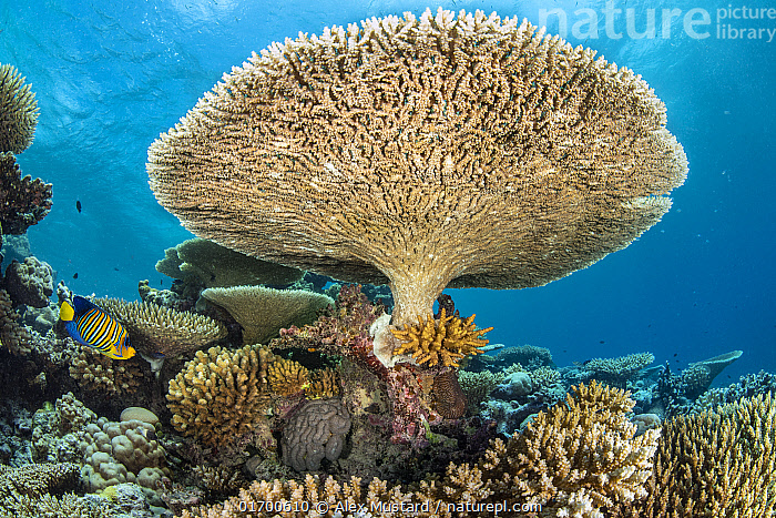 # Finolhu Maldives: An Overwater Villa Providing U...