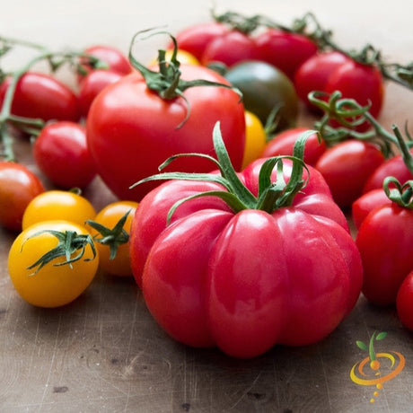 Early Girl Tomatoes