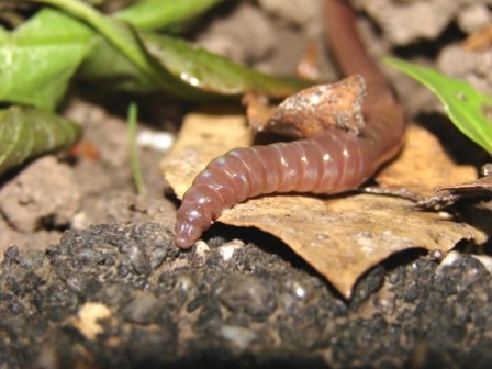 close up worm compost bin red wigglers