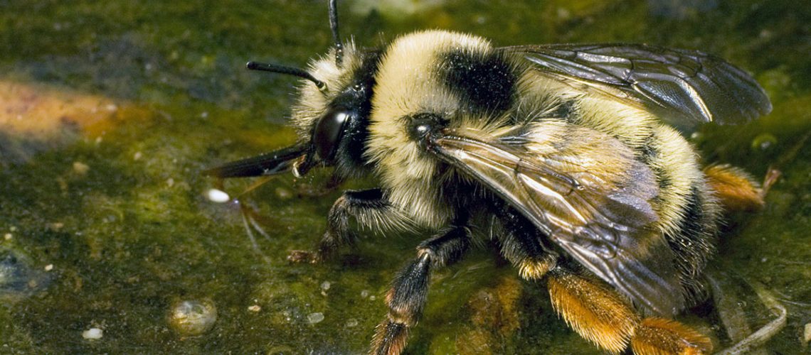 Attract Butterflies & Bees: Build Your Own Poll...