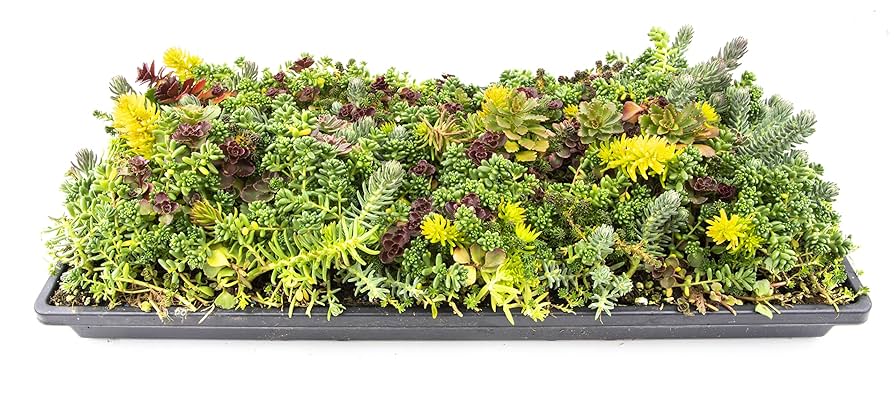 An overhead shot of a lush fairy garden, highlighting the diverse plant textures, miniature furniture, and winding pathways.