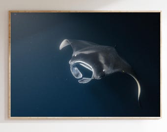 Freediving with Manta Rays in Hawaii