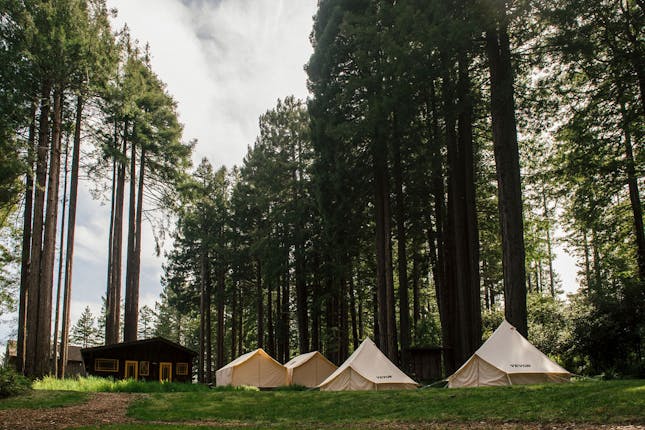 forest bathing in the redwood forests