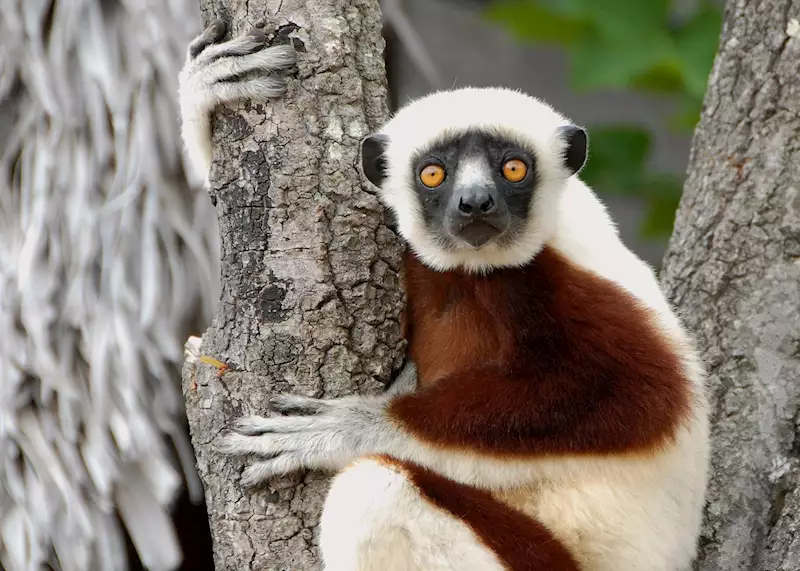 Coquerel's sifaka lemur leaping across a tree branch