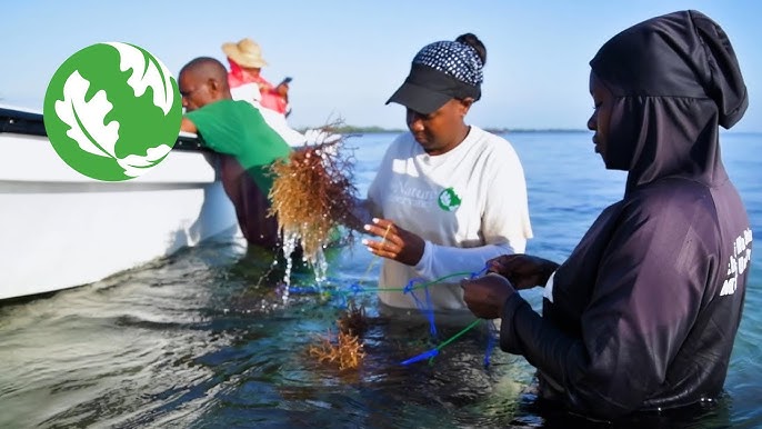 Seaweed farming in Zanzibar