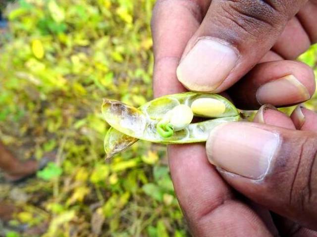 Swap, Sow, and Save: Your Guide to Seed Swaps fo...