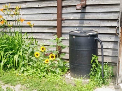 Rain barrel connected to a garden