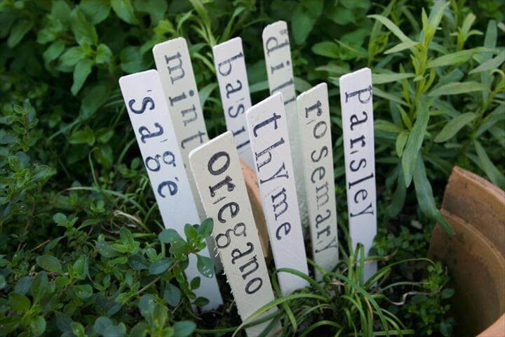 collection of herbs growing labels attached
