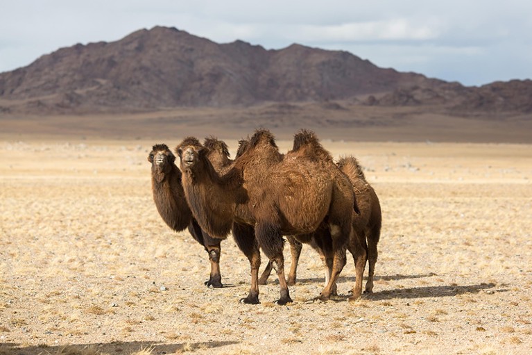 # Three Camel Lodge Booking: A Conservationist's G...