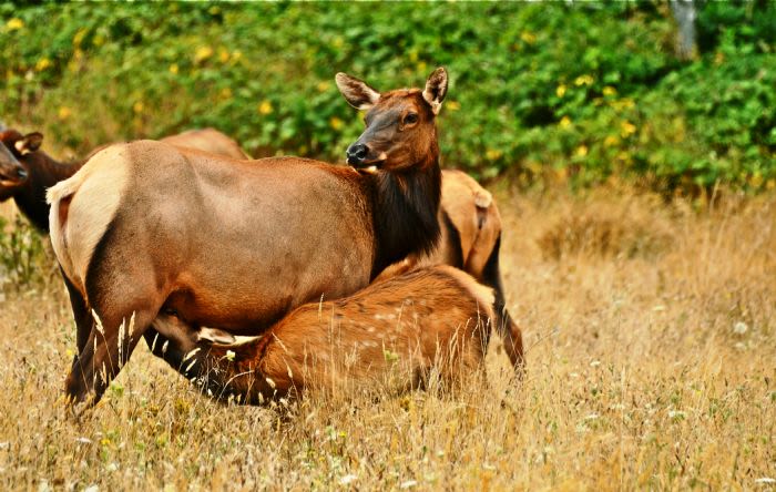 lady bird johnson grove trail