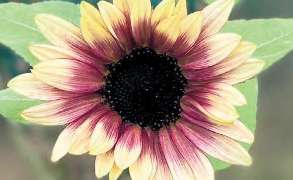 Cultivate Calm: Your Guide to a Home Apothecary Garden [