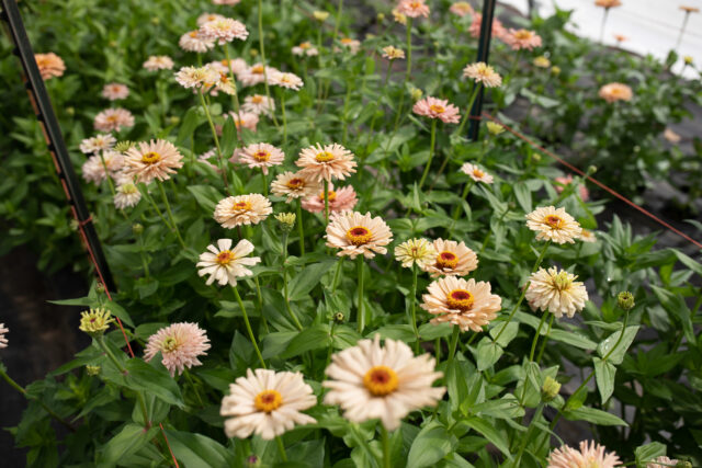 Floret Dawn Creek Interview