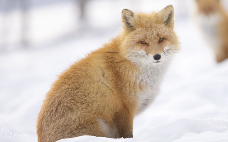 Strawberry Fields Niseko