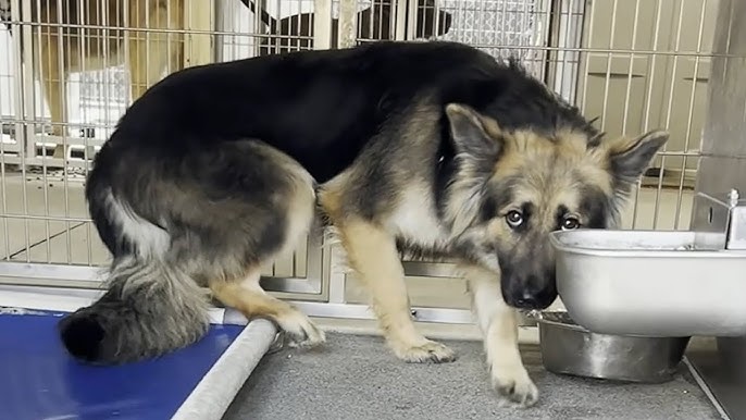 A screenshot of the "SpeakEasy Prompter" app on a smartphone, displaying text for a volunteer to read about "The Little Paws Pet Shelter." A puppy's nose is playfully touching the screen.