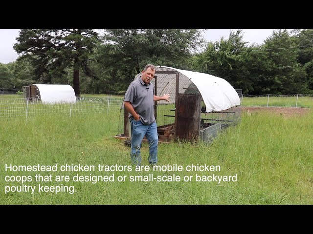 A chicken walks through the grass in a chicken tractor.
