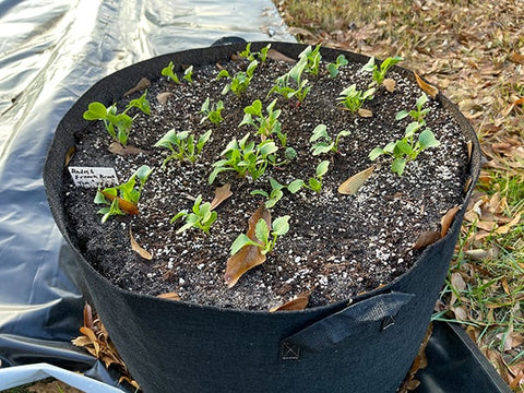 Compost enriched plant