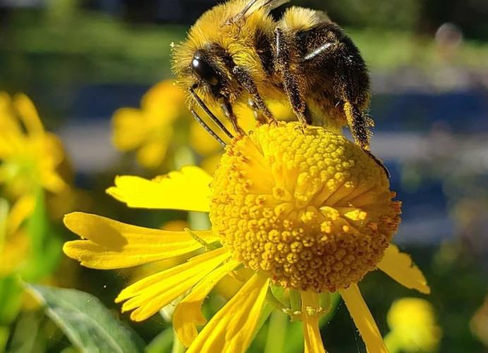 Boost Your Homestead: 7 Easy Steps to a Pollina...