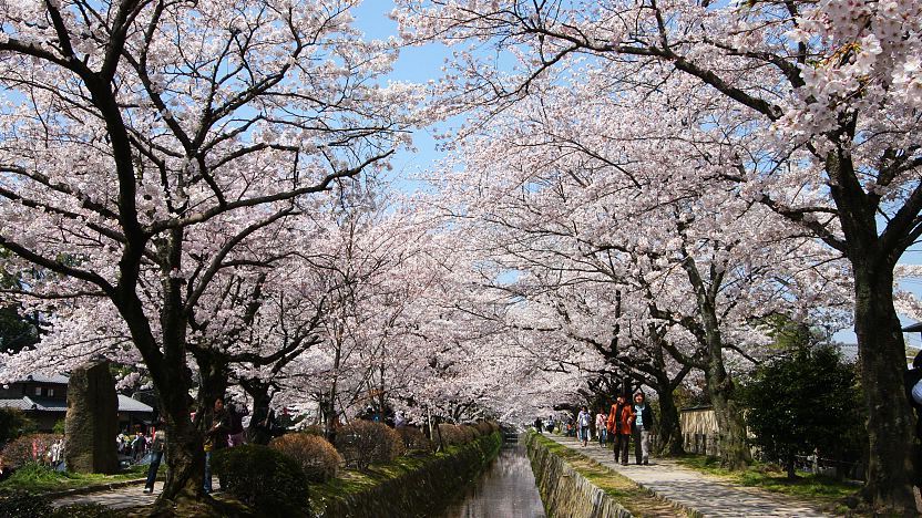 Cherry Blossoms in Kyoto