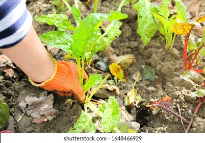 Woman planting vegetables home garden 260nw-1648466929